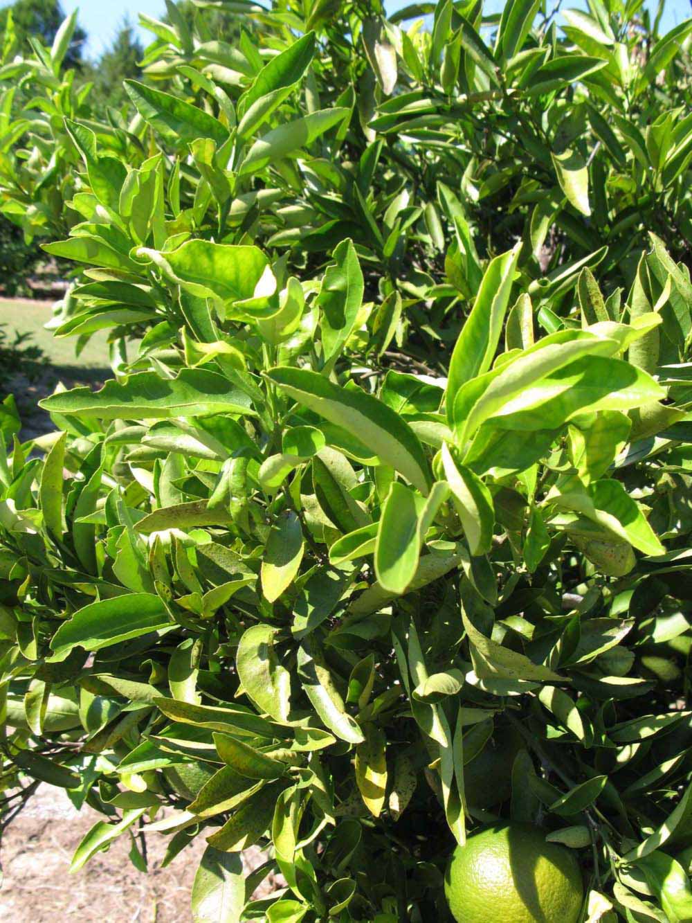              Sun leaves (Winter Haven, FL)       